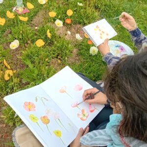 Illustration, dessin d'observation au clos de Trevannec - 29/06 de 10h30 à 12h