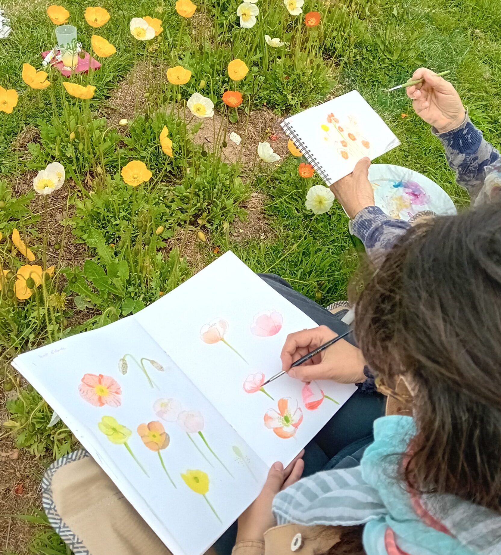 Illustration, dessin d'observation au clos de Trevannec - 29/06 de 10h30 à 12h